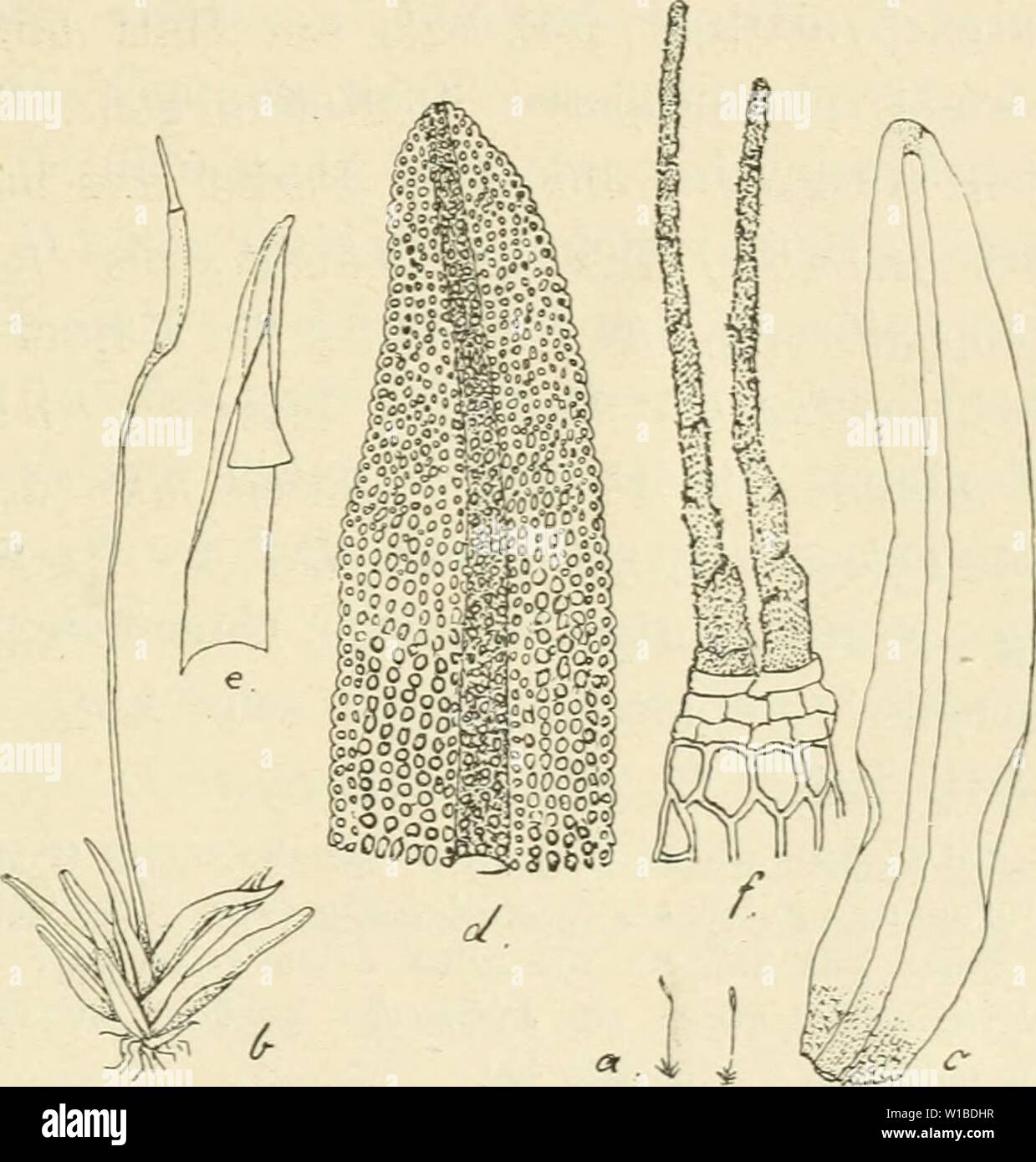 Archive image from page 372 of Die Musci der Flora von. Die Musci der Flora von Buitenzorg : zugleich Laubmoosflora von Java . diemusciderflora01flei Year: 1900-1922.  333 35. Gattung: Didymodon Hedw., Descr. M. fvond., III, p. 8 et II, p. 72 (1792). 167. Didymodon brevic.iulis (Hpe.), Fl. Synonym: Trichoslomiim hrevicaule Hpe., in C. Müll., Syn., T, p, 567 (1849); Bryol. jav. I, p. 95, T. 77 (1859); Plant. Jukgh., I, p. 337. Zw ei hau 3 ig. Gemischtrasig, cf BUiten terminal; Anthe- ridien länglich ovoidisch, ohne Paraphysen; äussere Hüllblätter wie Laubblätter, aber kleiner, innere breit eifö Stock Photo