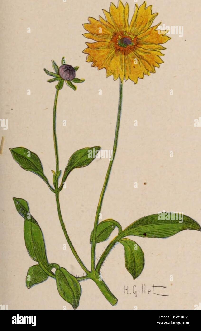 Cor opsis Annuel Hi res Stock Photography And Images Alamy