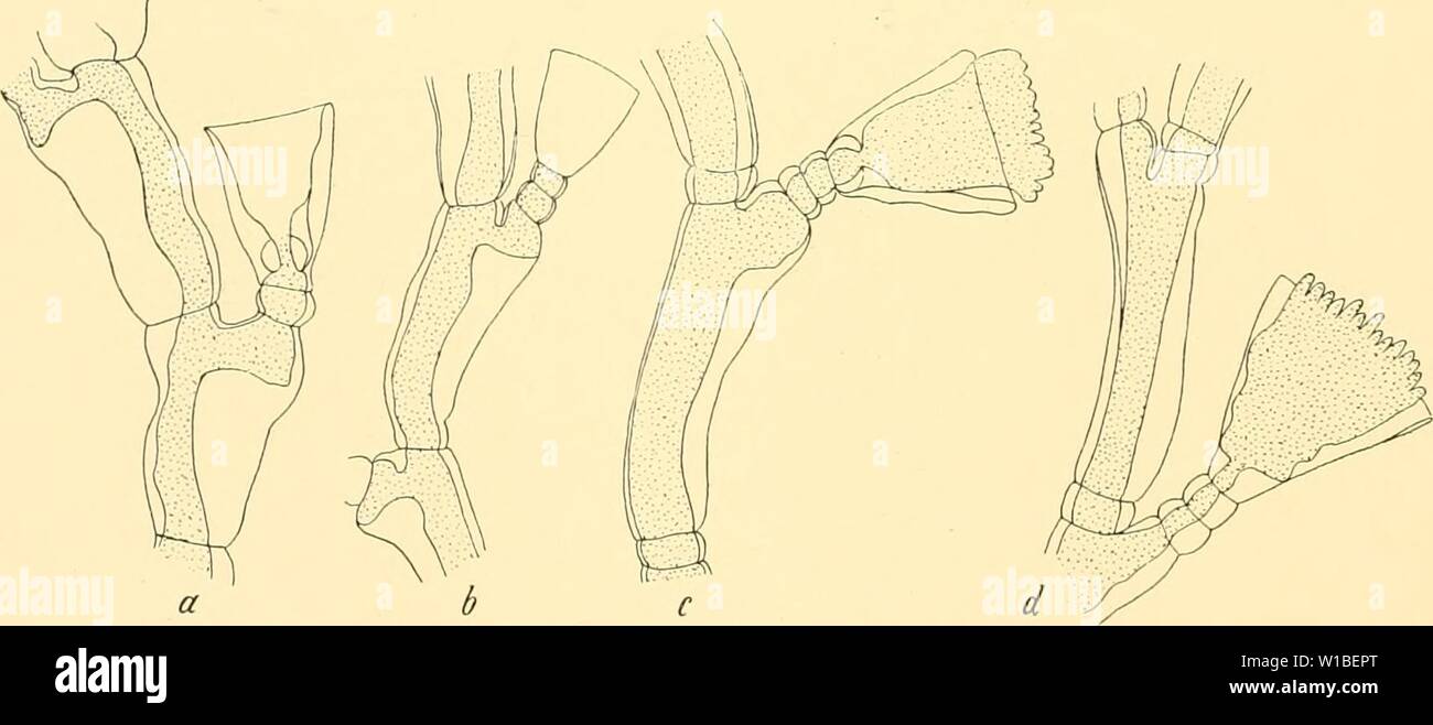 Page 2 Clytia High Resolution Stock Photography And Images Alamy