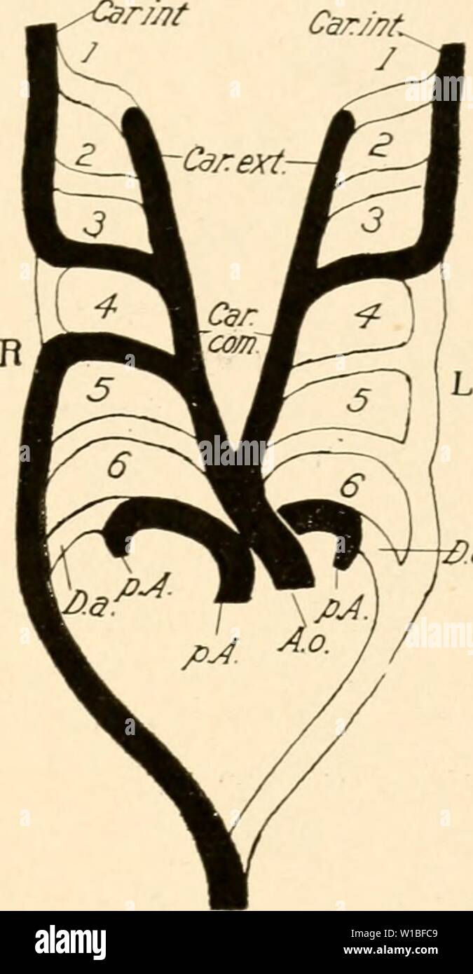 Archive image from page 388 of The development of the chick; Stock Photo