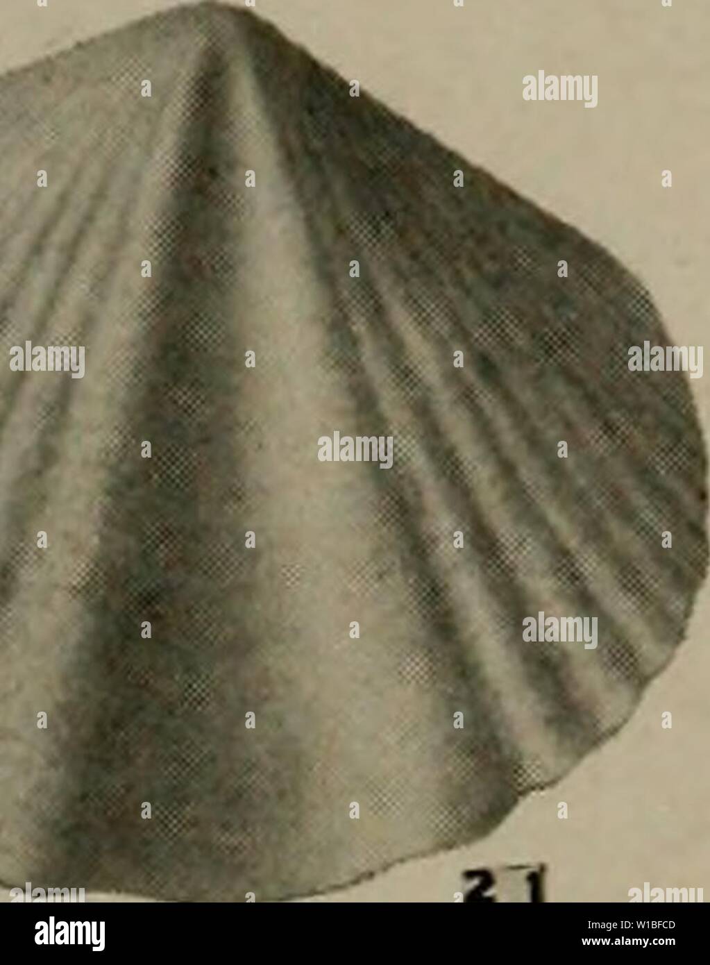Archive image from page 388 of The Devonian of Missouri (1922) Stock Photo
