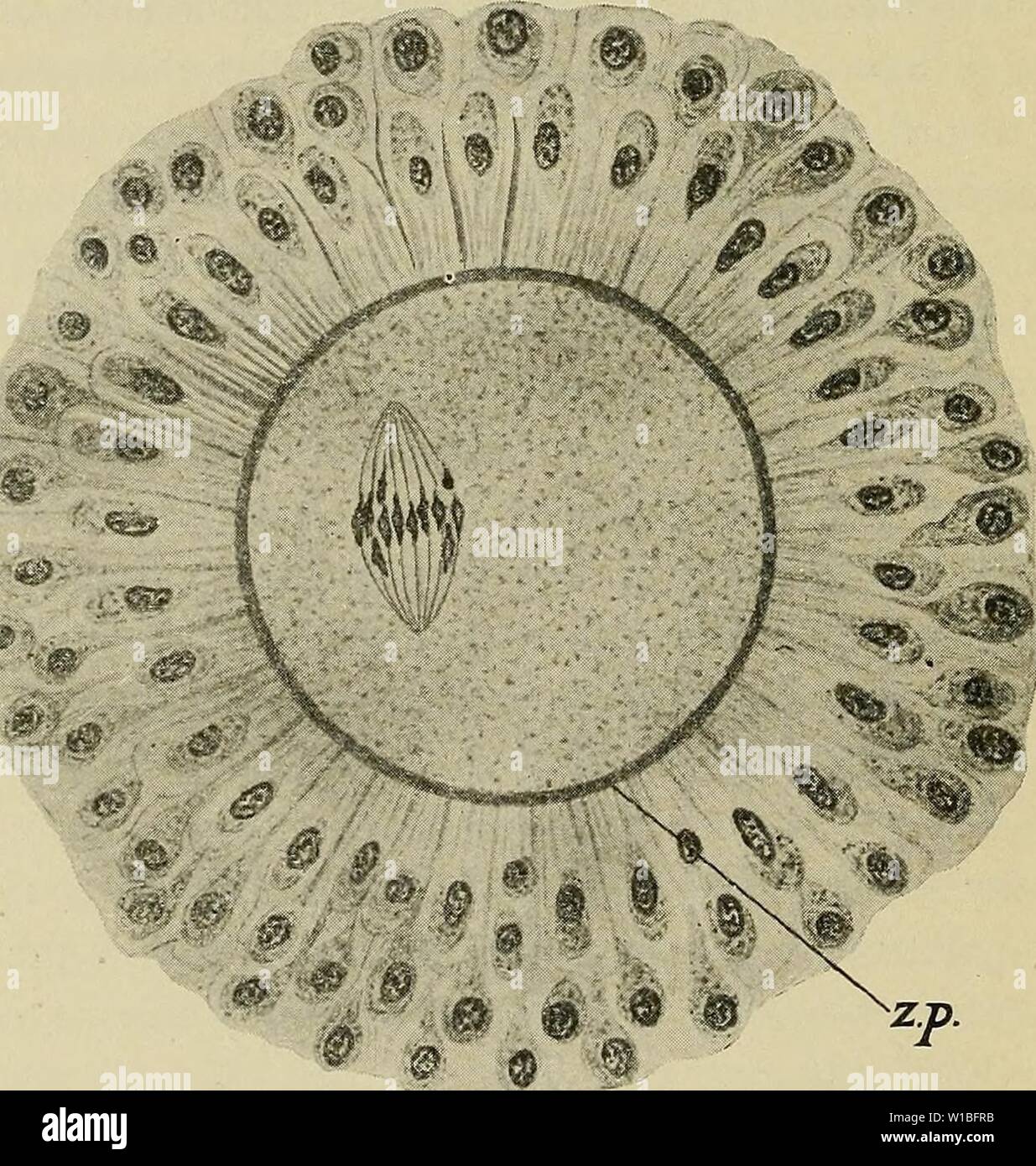 Archive image from page 39 of The development of the human. The development of the human body : a manual of human embryology . developmentofhum00mcmu Year: 1914  28 THE MATURATION OF THE OVUM although female monkeys menstruate regularly throughout the year, nevertheless there is but one annual cestral period when ovulation takes place (Heape). The Maturation of the Ovum.—Returning now to the ovum, it has been shown that at the time of its extrusion from the Graafian follicle it is not equivalent to a spermatozoon but to a primary spermatocyte, and it may be remembered that such a spermatocyte Stock Photo