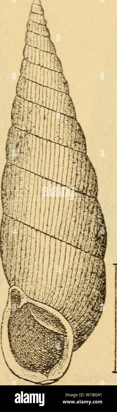 Archive image from page 392 of Die Mollusken-Fauna Mitteleuropa's (1884). Die Mollusken-Fauna Mitteleuropa's . diemolluskenfaun22cles Year: 1884  385 fast horizontal in ein Knötchen auf dem Mundsaume über- gehend; nur eine Gaumenfalte, die Principale, die etwas über die ziemlich ausgebildete, stark gekrümmte Mondfalte zurückgeht; die eingesenkte, aber unter der hochstehenden Unterlamelle deutlich sichtbare Spindelfalte geht in die Spin- del über und macht unten die Mündung winkelig, häufig läuft sie in ein oder mehrere Fältchen auf dem Mundsaume aus, der auch zwischen den Lamellen auf dem Inte Stock Photo