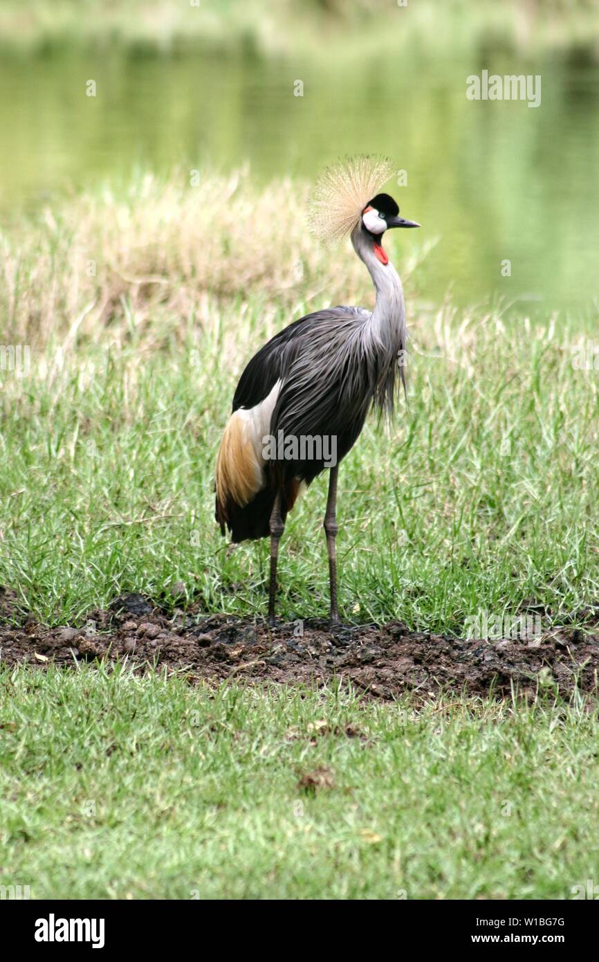 Golden Crested Crane in Kenya Stock Photo