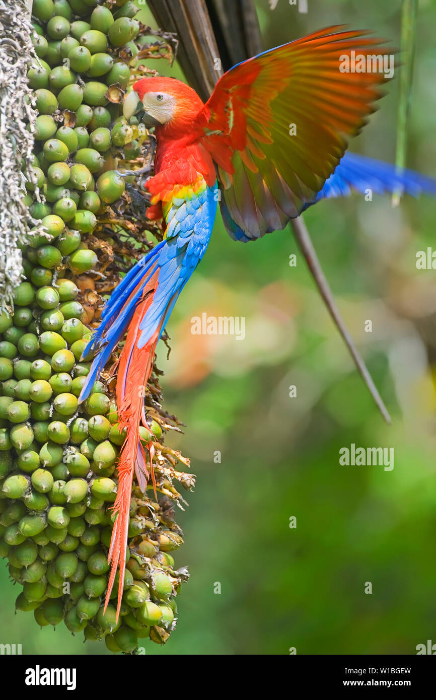 Scarlet Macaw (Ara macao), Corcovado National.Park, Osa Peninsula, Costa Rica Stock Photo