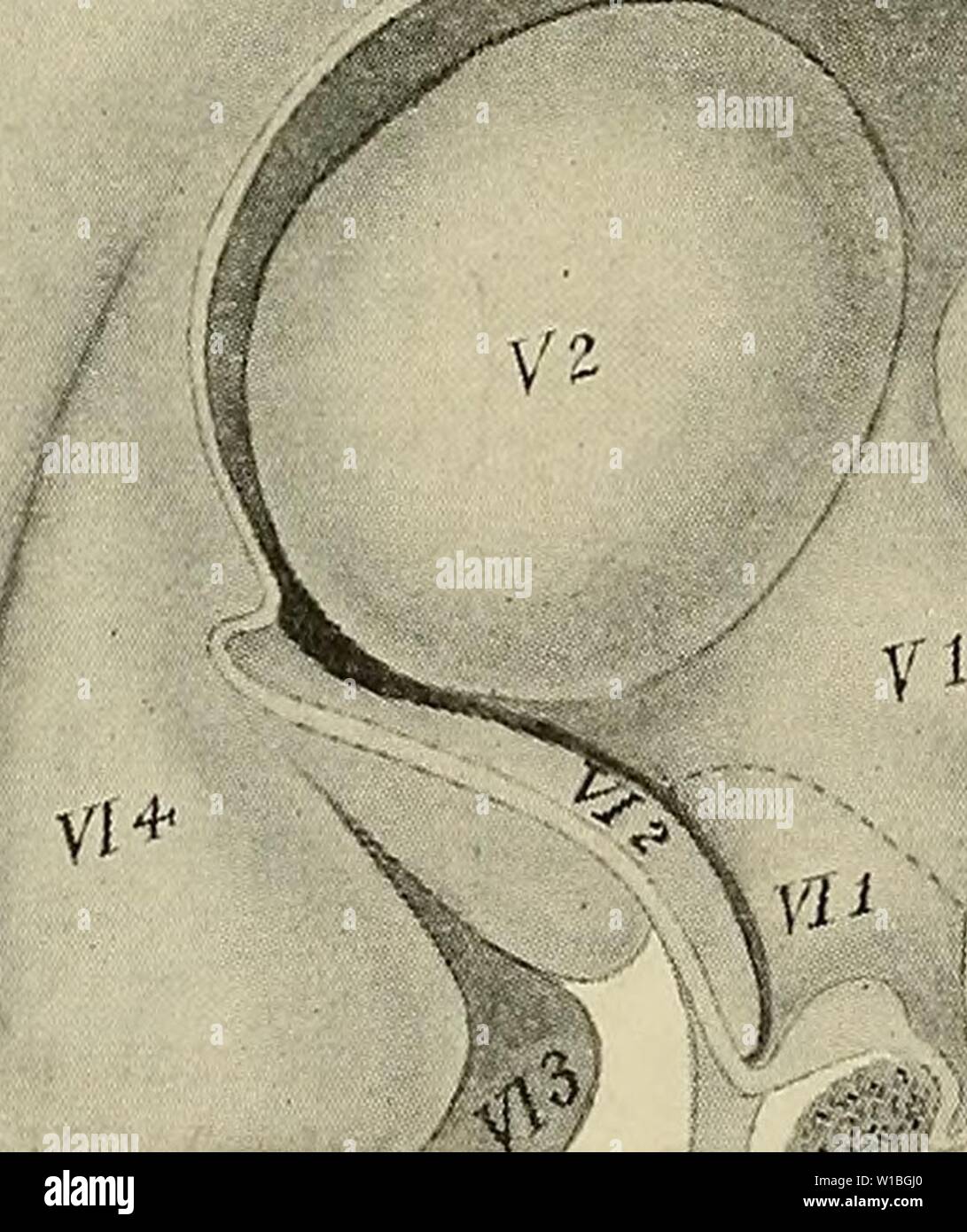 Archive image from page 399 of The development of the human. The development of the human body : a manual of human embryology . developmentofhum00mcmu Year: 1914  388 THE BRAIN The cavity of the third vesicle persists in the adult as the fourth ventricle, traversing all the subdivisions of the vesicle; that of the second, increasing but little in height and breadth, constitutes the aquaductus cerebri; while that of the first vesicle is continued into the cerebral hemispheres to form the lateral ventricles, the remainder of it constituting the third ventricle, which includes the cavity of the m Stock Photo
