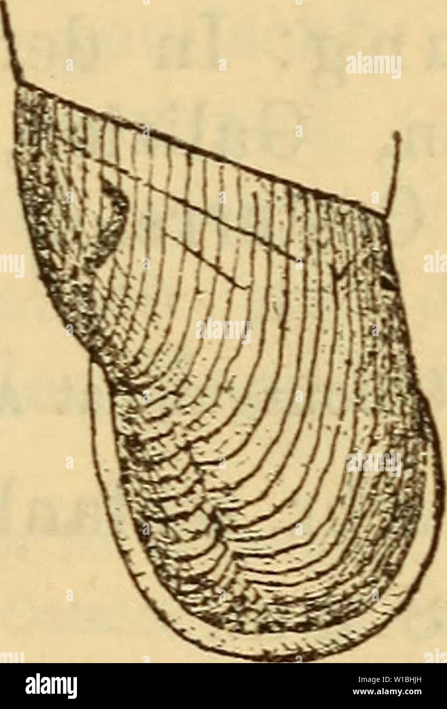 Archive image from page 400 of Die Mollusken-Fauna Mitteleuropa's (1884). Die Mollusken-Fauna Mitteleuropa's . diemolluskenfaun22cles Year: 1884  AI. plicata. Gehäuse: kaum geritzt, spindelförmig, ziemlich schlank, durchscheinend, dicht fein rippenstreifig, wenig seidenglän- zend, röthlich-oder dunkel-hornbraun, mit spärlichen weissen, Strichelchen; Umgänge 12—14, langsam zunehmend, wenig gewölbt; die ersten Umgänge bilden eine kurze, fast cylin- drische Spitze, die übrigen nehmen sehr gleichmässig zu, der letzte nimmt etwa  der Gehäuelänge ein, hat gegen die Spindel eine schwache, kielförmige Stock Photo