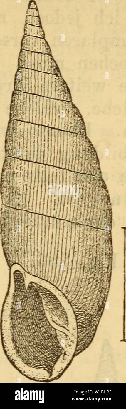 Archive image from page 402 of Die Mollusken-Fauna Mitteleuropa's (1884). Die Mollusken-Fauna Mitteleuropa's . diemolluskenfaun22cles Year: 1884  AI. plic. v. plagia. AI. plic. v. implicata. Verbreitung: am häufigsten in Siebenbürgen, doch oft mit gefältelten Exemplaren gemischt. Ausserdem ver- einzelt durch das ganze Gebiet zerstreut. Bemerkung. Die Varietät sieht einer Cl. biplicata sehr ähnlich und lässt sich desshalb nur durch die der AI. plicata eigenthümlichen Form der Mondfalte erkennen. var. 3. transsylvanica Mousson m schedis. Clausilia plicata v. transsylvanica Böttger Catalog p. 64 Stock Photo