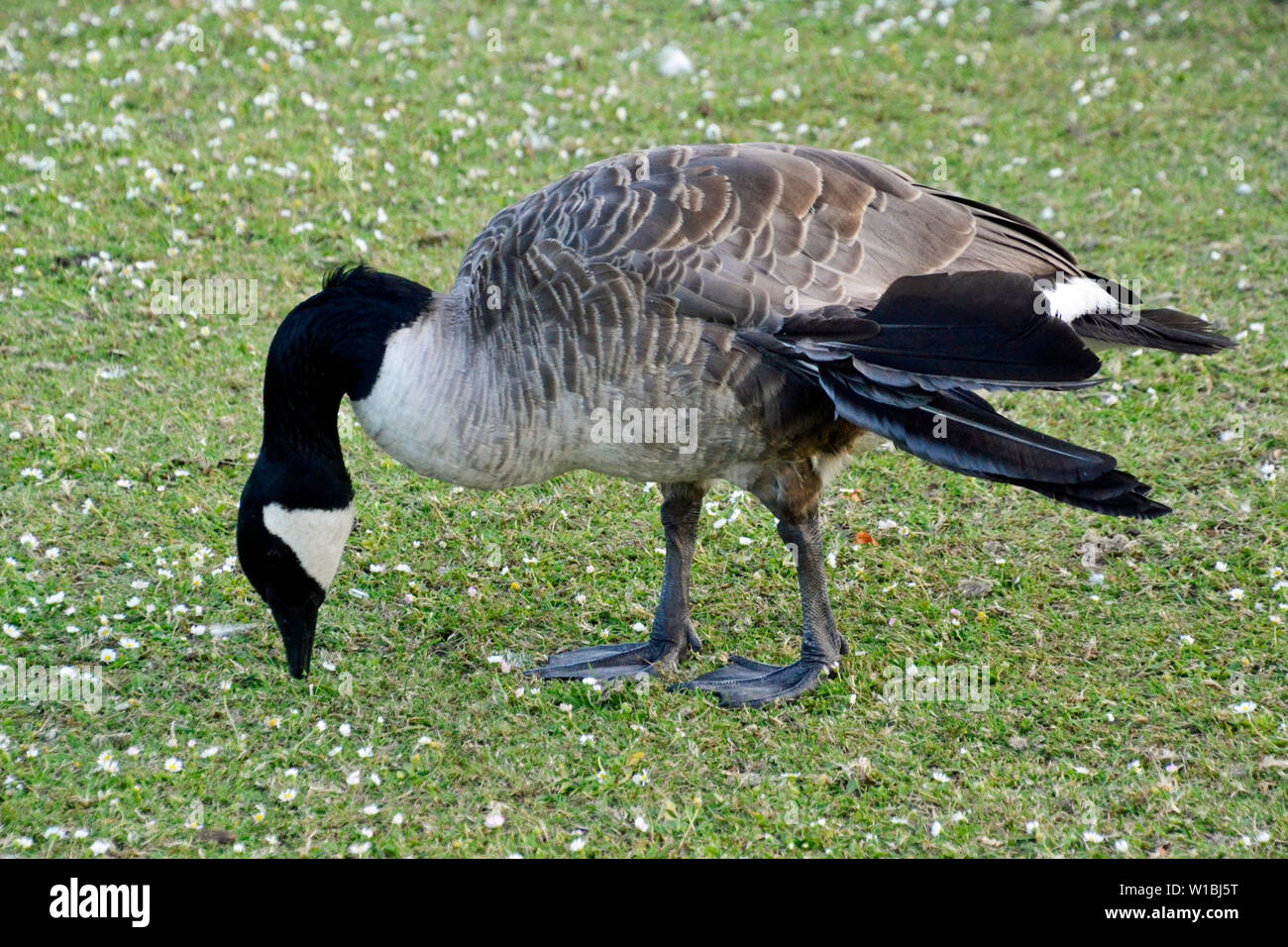 Canada goose with angel wing, a permanent condition for older geese, which  means they cannot fly. It's caused by eating too many carbohydrates (bread  Stock Photo - Alamy