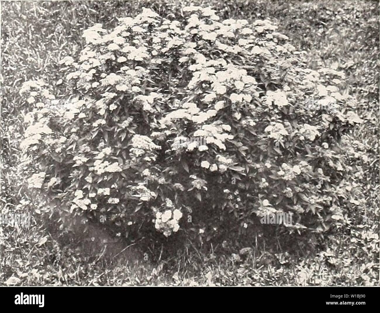 Archive image from page 41 of Descriptive catalog (1910). Descriptive catalog . descriptivecatal1910shen Year: 1910  Spirea—Dwarf White. (See page 3G.) Snowball. (See page 37.) CELASTRUS Bittersweet (C. Scandens)—A native climbing or twining plant, with fine large leaves, yel- low flowers and clusters of orange capsuled fruit; grows ten to twelve feet in a season. CLEMATIS LARGE FLOWERING SORTS C. Duchess of Edinburgh—One of the best double, pure white; blossoms are most de- liciously scented. C. Henryii—Very large and of fine form; a free grower and blooms profusely; flowers are creamy white Stock Photo