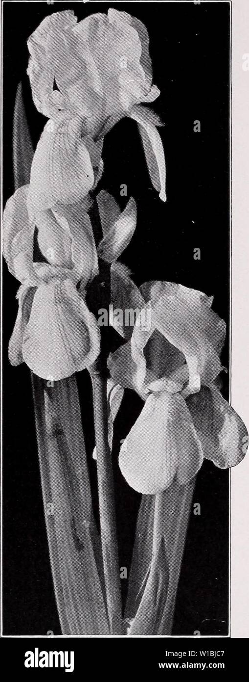 Archive image from page 41 of Descriptive price list (1935). Descriptive price list . descriptiveprice00cmho 1 Year: 1935  C. M. HOBBS 3C SONS, INC., BRIDGEPORT, INDIANA    German Iris, Canary Bird. Iris Sibirica - Siberian Perry's Blue. Tall; tmre sky blue. Each, 25c; 10, $2.00; 100, $15.00. Sibirica. Tall ; violat-blue flowers, handsome foliage. Each, 20c; 10, $1.50; 100, $13.00. Sibirica orientalis. Intense violet-blue, the hud enclos°d in crim-on pathe-valves. Each, 20c; 10, $1.50; 100, $13.00. Iris - German S. (standards), upright petals; F. (falls), drooping petals. Alcazar. S. light blu Stock Photo