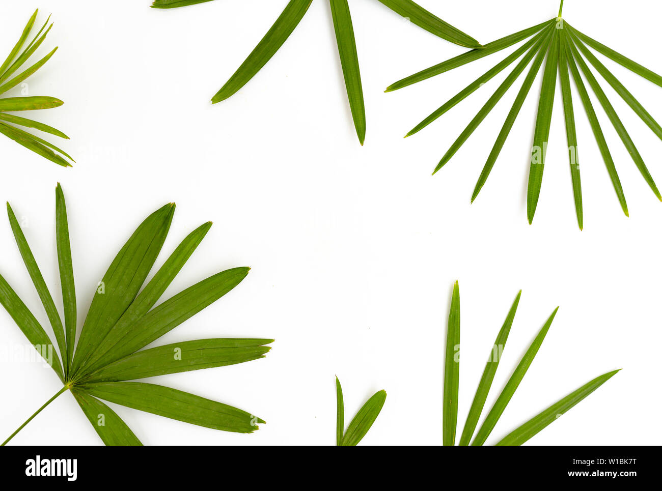 Palm leaves isolated on white background Stock Photo - Alamy