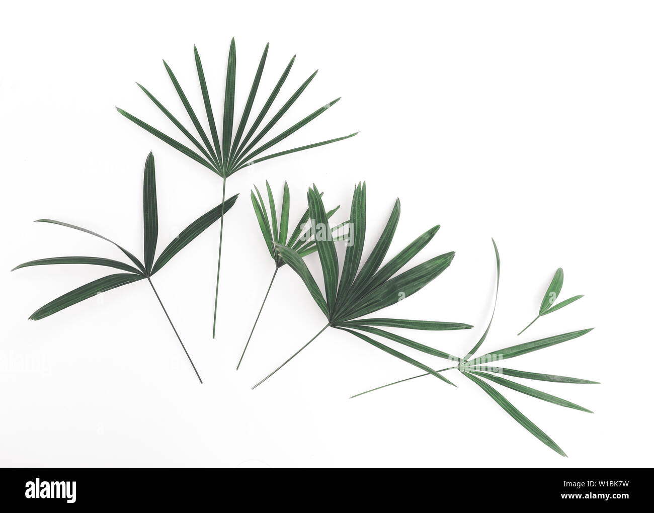 Palm leaves isolated on white background Stock Photo - Alamy