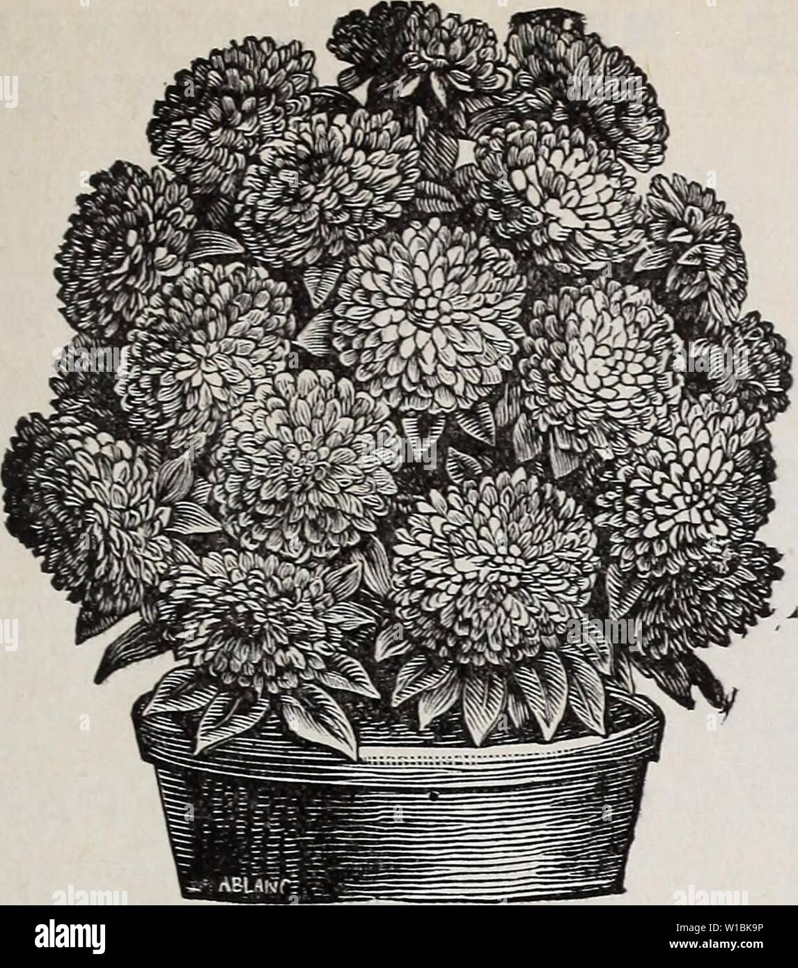 Archive image from page 42 of Descriptive catalogue of vegetable, flower,. Descriptive catalogue of vegetable, flower, and farm seeds : bulbs, roots, plants, tools . descriptivecatal1894weeb Year: 1894  WEEBER & DON.-NOVELTIES AND SPECIALTIES IN FLOWER SEEDS. 39    Betteridge's Quilled Aster, Sulphur Yellow. Remarkably handsome variety of this freeWooming class. The flowers, being globular, quilled and very double, show the most clearly pronounced yellow ever known amongst Asters. Per pkt. 20 cts. White Perfection Balsam. The seed we offer has been saved from a magnificent strain of dwarf Doub Stock Photo