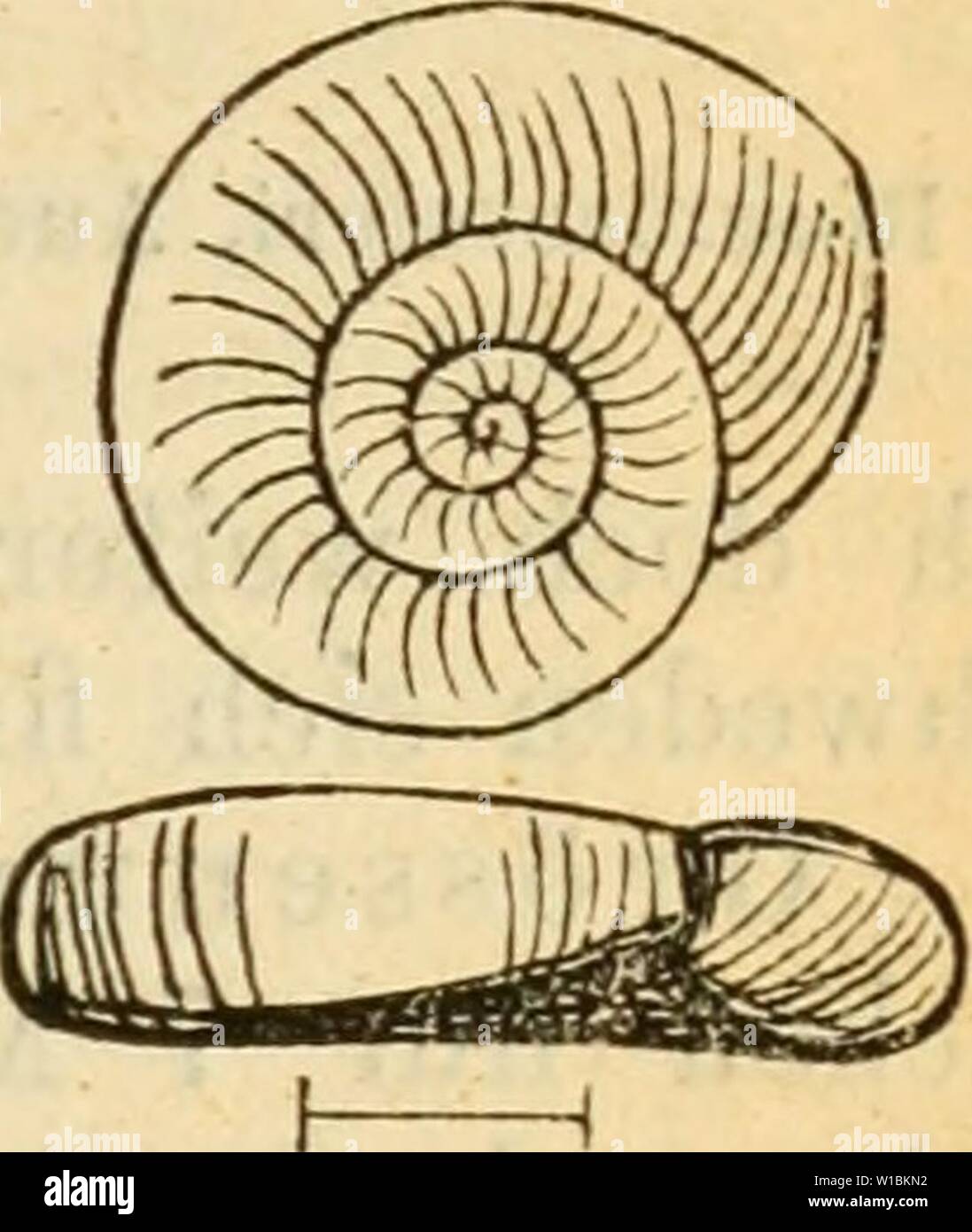 Archive image from page 420 of Deutsche excursions-mollusken-fauna (1876). Deutsche excursions-mollusken-fauna . deutscheexcursio00cles Year: 1876  415 12. Flanorbis glaber, Jeffrey. Planorbis (jlaher, Jeffreys, Trans. Linn. soc. 1830 p. 387. — Brit. CoDch. I. p. 85. — laevis, Alder, Cat. suppl. moU. Newcast. in Trans. Newc. II. 1837 p. 387, — — Rossm., Icon. flg. 964. — cupaecula, v. Gallenstein, Kärnthen p. 16. — regularis, Hartm., Gasterop. p. 97 t 28. Anatomie: nicht untersucht. Thier: gelblich-grau, Fühler ziemlich kurz, cylindrisch; Fuss massig breit, namentlich vorne, mit gelblichem Ran Stock Photo