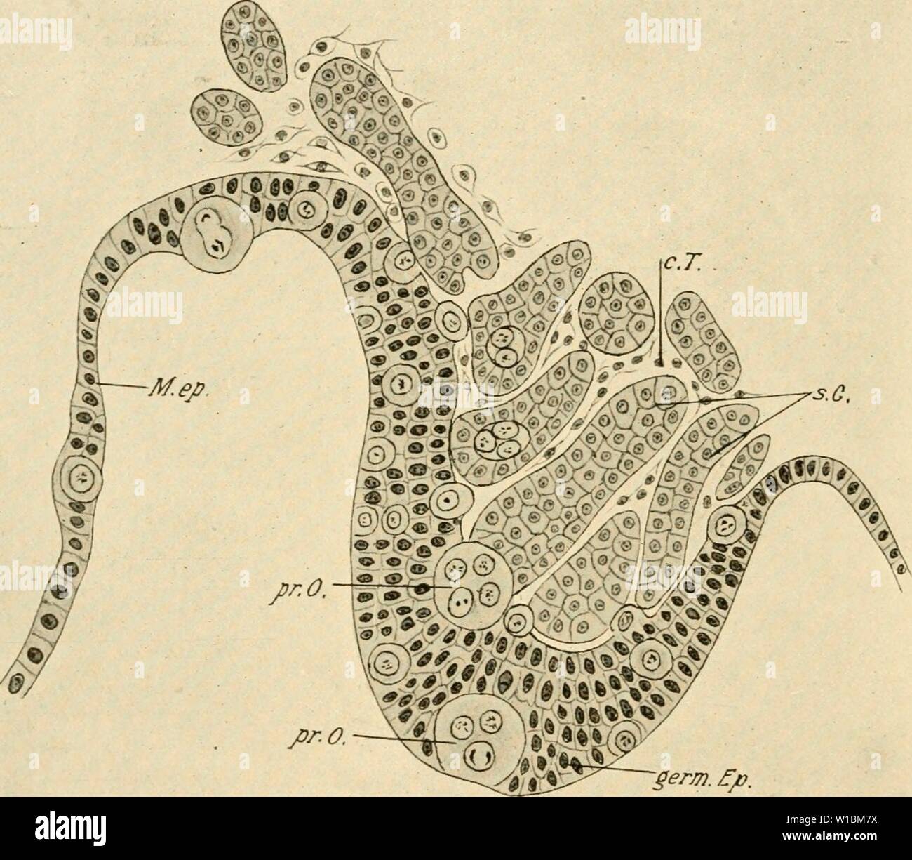 Archive image from page 427 of The development of the chick; Stock Photo