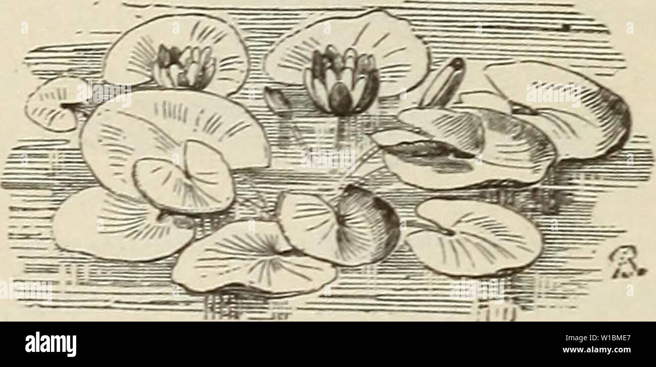Archive image from page 43 of Descriptive catalogue of ornamental trees, Stock Photo