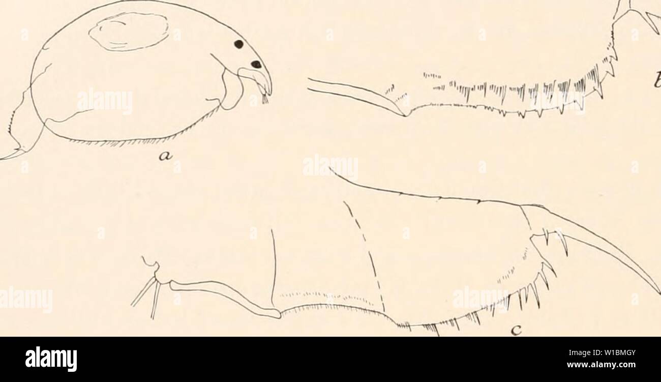 Archive image from page 43 of Deutsche Südpolar-Expedition, 1901-1903, im Auftrage. Deutsche Südpolar-Expedition, 1901-1903, im Auftrage des Reichsamtes des Innern . deutschesdpola16deut Year: 1921  , '-'yiyiiffj    Fig. 5 a, b. Alona capensis, Fishhoek, c Pleuroxus aduncus. Fishhoek. auch die proximalsten der erstgenannten Dornen haben schon einen oder zwei kleine, proximale Nebendörnchen. Außerdem findet sich eine L a t e r a 1 bewehrung von ca. 11 Härchen- g r u p p e n , die sich ebenfalls von dem distalen Ende des Postabdomens bis zur proximalen Analecke hinzieht. Die Abdominalkralle ist Stock Photo