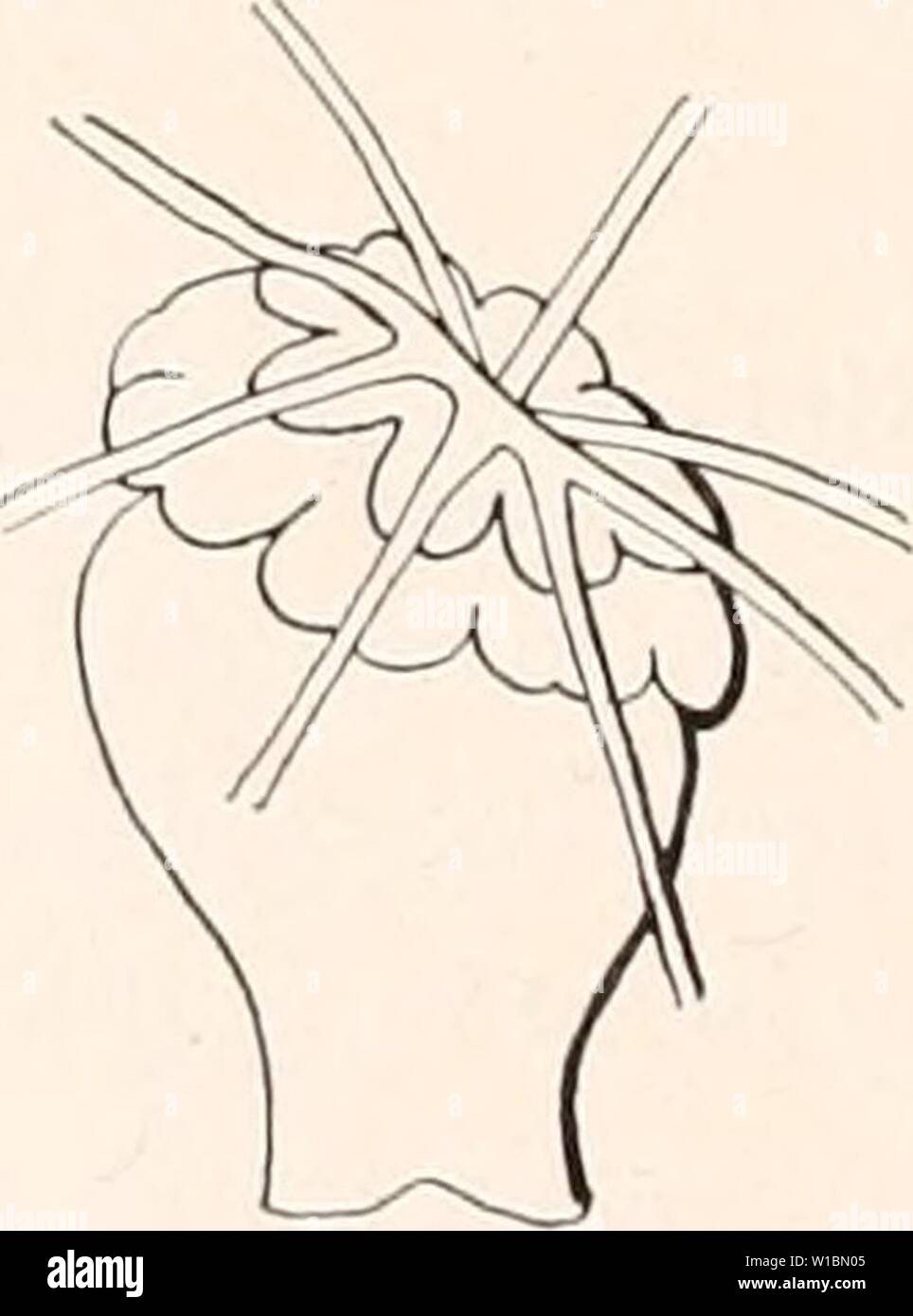 Archive image from page 433 of Deutsche Südpolar-Expedition, 1901-1903, im Auftrage. Deutsche Südpolar-Expedition, 1901-1903, im Auftrage des Reichsamtes des Innern . deutschesdpola13deut Year: 1913 Stock Photo