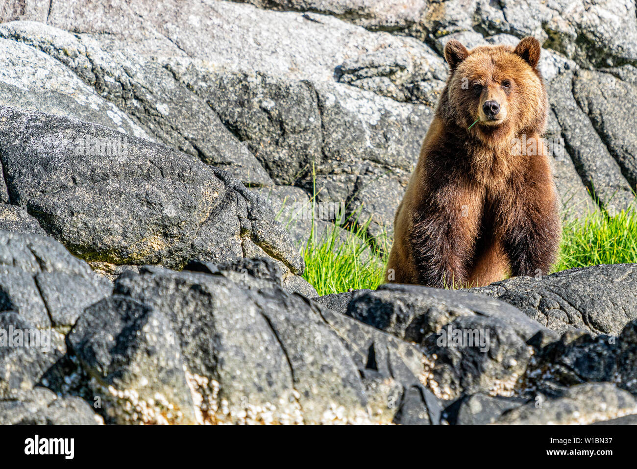 Cute grizzly bear eating grass along the Knight Inlet shoreline, Knight Inlet, First Nations Territory, Great Bear Rainforest, British Columbia Stock Photo