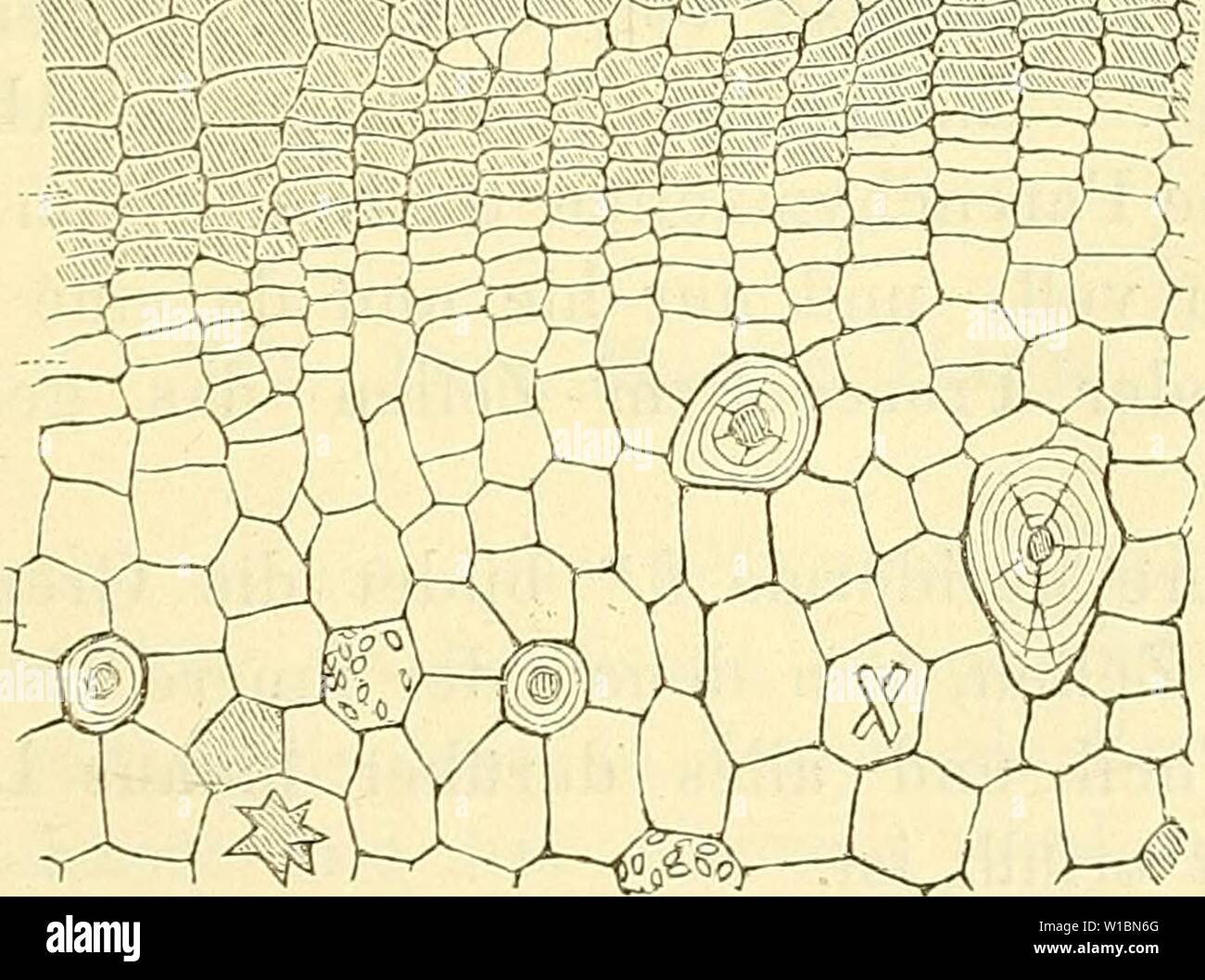 Archive image from page 434 of Die insel Cypern, ihrer Physischen. Die insel Cypern, ihrer Physischen und Organischen Natur nach mit Rücksicht auf ihre frühere Geschichte . dieinselcypernih00unge Year: 1865  a /  wi    Im jungen Stamme und an den Aesten bemerkt man nur über der bisher noch einzigen Bastschichte eine ziemlich starke Lage von parencbymatischeu Zellen, die nur an der äusseren Unger und Kotschy, die Insel Cypern. 27 Stock Photo