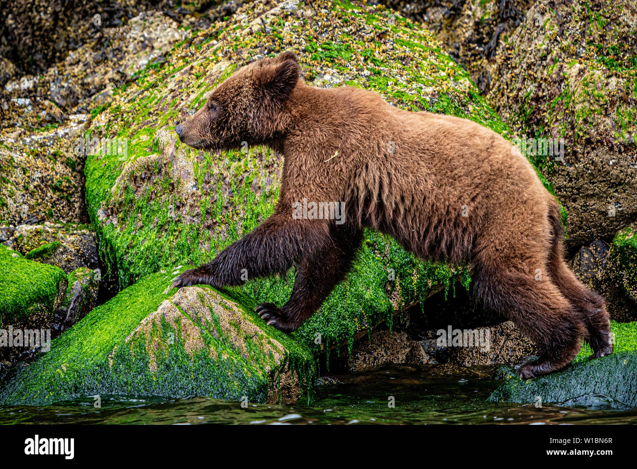Grizzly bear cub jumping along the low tideline in Knight Inlet, First Nations Territory, British Columbia, Canada. Stock Photo