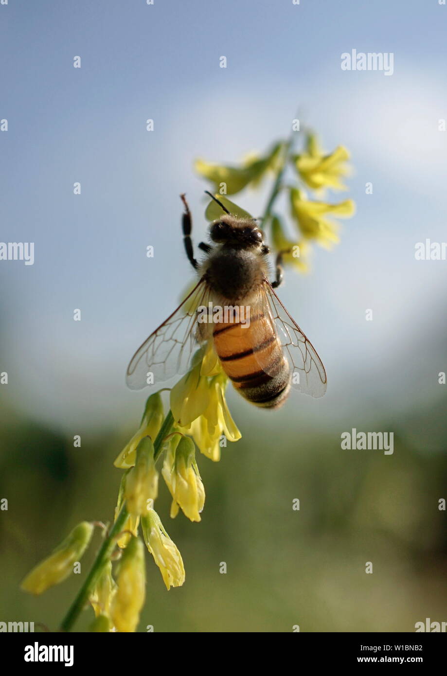 Bee on wildflowers hi-res stock photography and images - Alamy