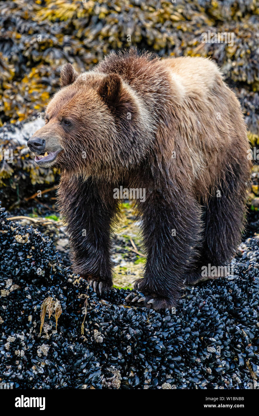 Grizzly bear foraging along the low tide line on blue mussels, Knight Inlet, First Nations Territory, Great Bear Rainforest, British Columbia, Canada. Stock Photo