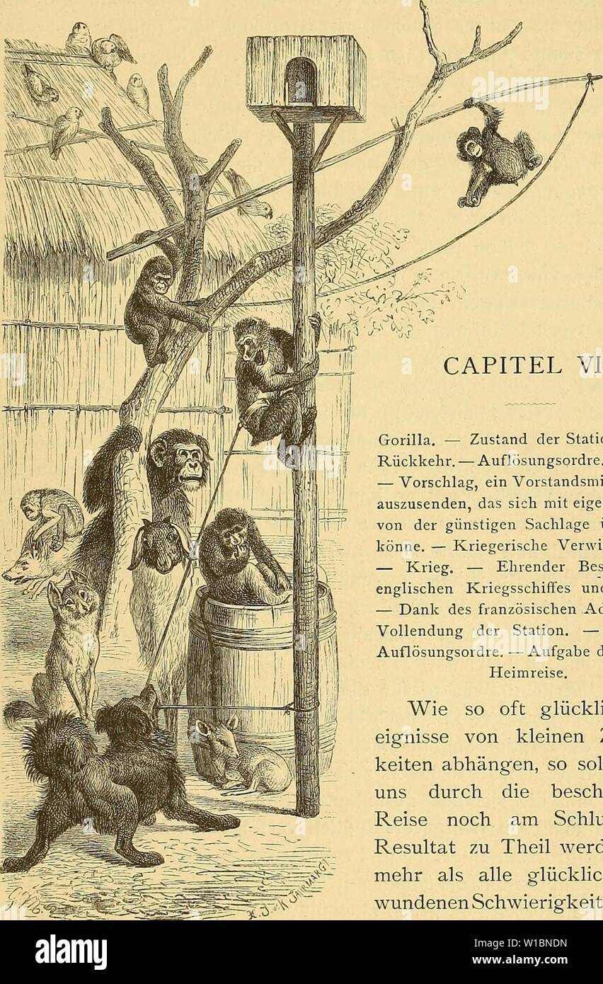 Archive image from page 436 of Die Loango-Expedition ausgesandt von der. Die Loango-Expedition ausgesandt von der Deutschen Gesellschaft zur Erforschung Aequatorial-Africas, 1873-1876 : ein Reisewerk in drei Abtheilungen . dieloangoexpedit00gssf Year: 1879  Thierleben auf der Station. CAPITEL VIII. Gorilla. — Zustand der Station bei der Rückkehr. — Auflösungsordre. — Protest. — Vorschlag, ein Vorstandsmitglied her- auszusenden, das sich mit eigenen Augen von der günstigen Sachlage überzeugen könne. — Kriegerische Verwickelungen. — Krieg. — Ehrender Besuch eines englischen Kriegsschiffes und Co Stock Photo