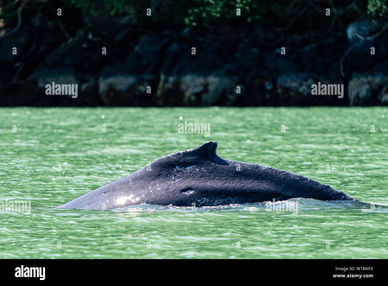 Humpback whale diving in the green glacier feed water of Knight Inlet, First Nations Territory, Great Bear Rainforest, British Columbia, Canada. Stock Photo