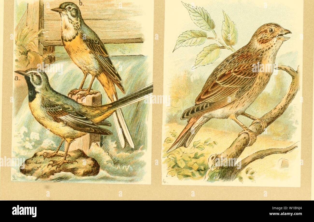 Archive image from page 438 of Deutsches Vogelbuch für Forst- und. Deutsches Vogelbuch für Forst- und Landwirte : Jäger, Naturfreunde und Vogelliebhaber . deutschesvogelbu00floe Year: 1907  SS? X) icfenpiper, Anthus pratensis (L.). 3) taue Sadftelje, Motacilla boarula L. 2) Dcifee Bad)ftet5e, Motacilla alba L. 4) ®rauammer, Miliaria calandra (L.). Stock Photo