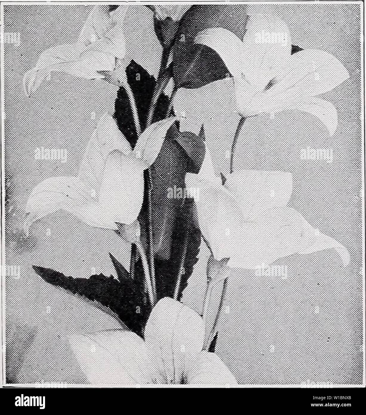 Archive image from page 44 of Descriptive price list (1935). Descriptive price list . descriptiveprice00cmho 1 Year: 1935  Phlox, Beacon. Premier Ministre. White with red eye. Each, 20c; 10, $1.50; 100, $13.00. Prof esse r Virchow. Bright carmine overlaid with brilliant orange-scarlet Each, 20c; 10, $1.50; 100, $13.00. Rheinlander. Soft salmon-pink ; deep red eye. Each, 20c; 10, $1.50; 100, $13.00. Rijnstroom. Lively rose-pink. Each, 20c; 10, $1.50; 100, $13.00. R. P. Struthers. Light crimson-pink; dark center. Each, 20c; 10, $1.50; 100, $13.00. Special French. Glowing pink. Mammoth trusses. E Stock Photo