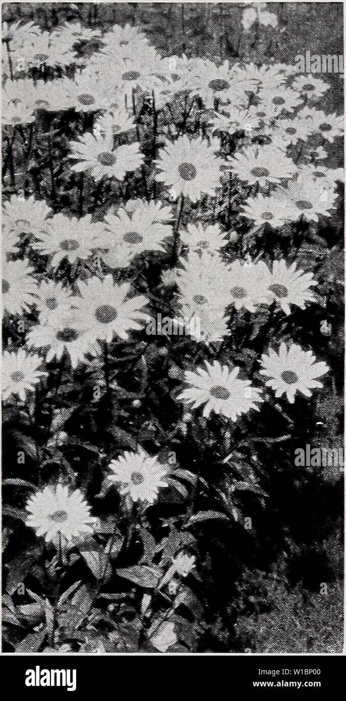 Archive image from page 44 of Descriptive price list (1930). Descriptive price list . descriptiveprice00cmho 0 Year: 1930  Delphinium. CHRYSANTHEMUM MAXIMUM (Daisies). Alaska. Large white. Hartz & Elder. Leucanthemum. Maximum Shasta. White. CONVALLARIA (Lily-of-the- Valley). COREOPSIS (Tickseed). Grandiflora. Lanceolata. Verticillata. DELPHINIUM (Larkspur). Belladonna. Bellamosa. Chinensis. Chinensis Alba. English Hybrids. 40c each. Formosum. 25c straight. Gold Medal Hybrid. DIANTHUS (Hardy Garden Pink). Barbatus (Sweet William). Deltoides. Newport Pinks. Plumarius. DICENTRA (Bleeding Heart). Stock Photo