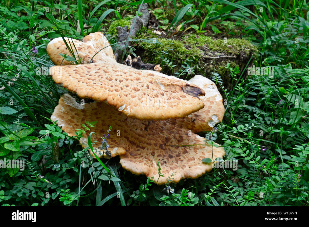 Bracket Fungus in the woods at Cadsden, Buckinghamshire, UK Stock Photo