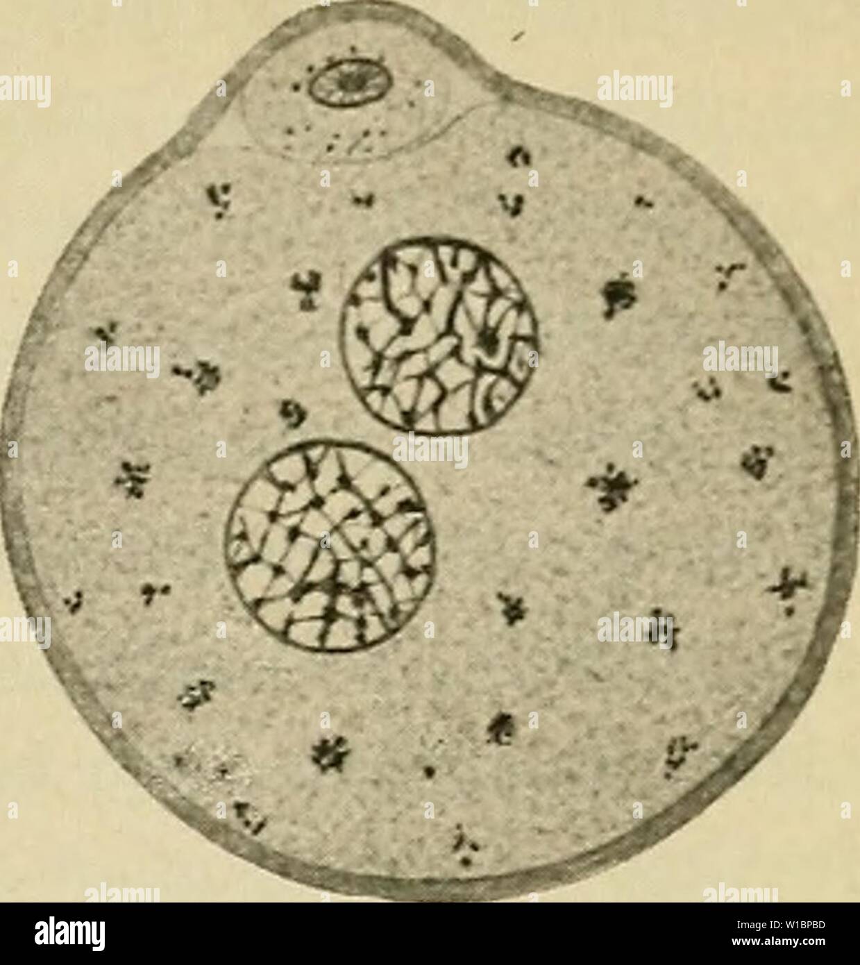 Archive image from page 44 of The development of the human. The development of the human body : a manual of human embryology . developmentofhum00mcmu Year: 1914  THE FERTILIZATION OF THE OVUM 33 ek Stock Photo