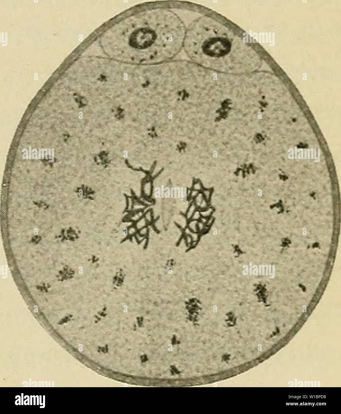 Archive image from page 44 of The development of the human. The development of the human body : a manual of human embryology . developmentofhum00mcmu Year: 1914 Stock Photo