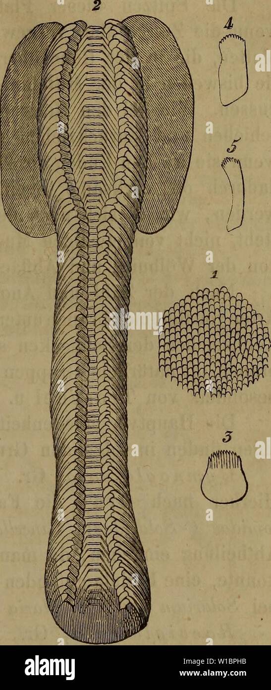 Archive image from page 440 of Die Klassen und Ordnungen der. Die