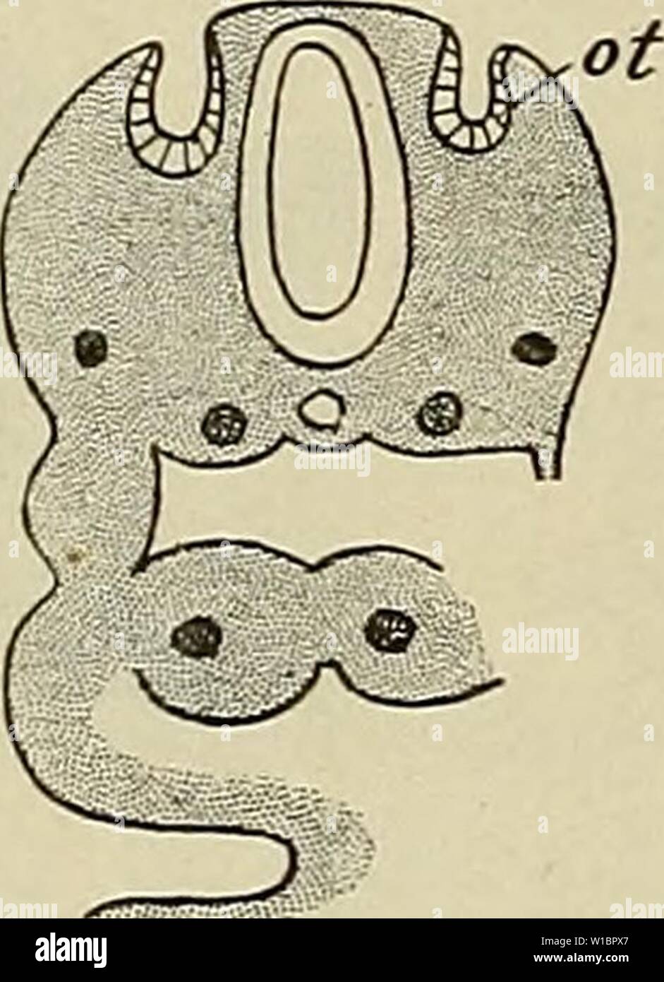Archive image from page 443 of The development of the human. The development of the human body : a manual of human embryology . developmentofhum00mcmu Year: 1914  432 THE INTERNAL EAR least, confirmed by the embryonic development. The inner ear, which is the sensory portion proper, is an ectodermal structure, which secondarily becomes deeply seated in the mesodermal tissue of the head, while the middle and outer ears, which provide the apparatus necessary for the conduction of the sound-waves to the inner ear, are modified portions of the anterior branchial arches. It will be convenient, accor Stock Photo