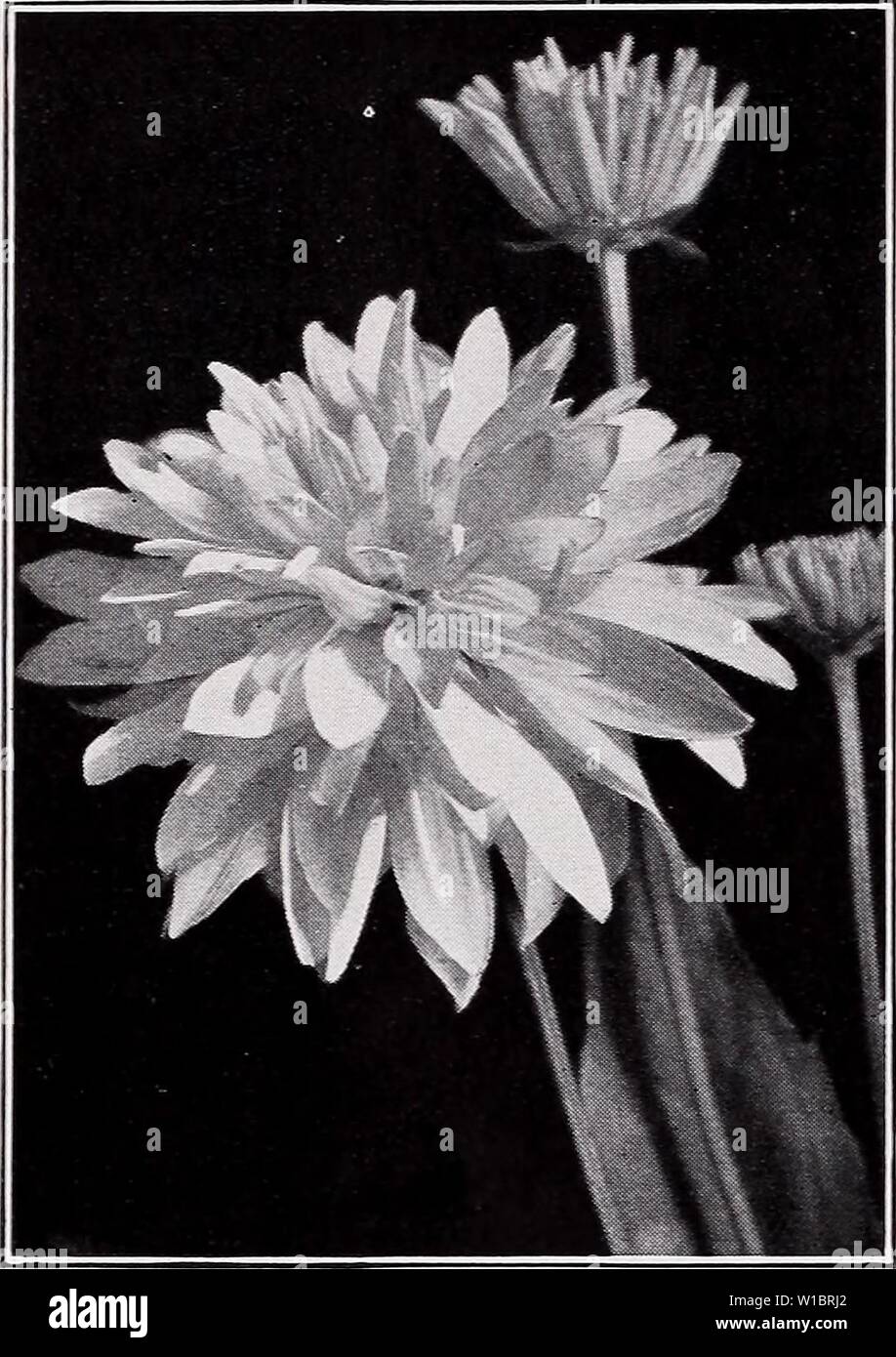 Archive image from page 45 of Descriptive price list (1935). Descriptive price list . descriptiveprice00cmho 1 Year: 1935  C. M. HOBBS 8C SONS, INC., BRIDGEPORT, INDIANA    Rudbeckia—Golden Glow. SAPONARIA ocymoides. Prostrate rockery and border plant. Great quantities of rosy pink flowers. Each, 25c; 10, $2.00; 100, $15.00. SEDUM acre. Spreading; flowers bright yel- low, foliage green. Each, 20c; 10, $1.50; 100, $13.00. S. Forsterianum. Flat-topped heads of bright yellow flowers. Each, 25c; 10, $2.00; 100, $15.00. S. glaucum. Excellent dwarf variety with blu- ish foliage. Each, 25c; 10, $2.00 Stock Photo