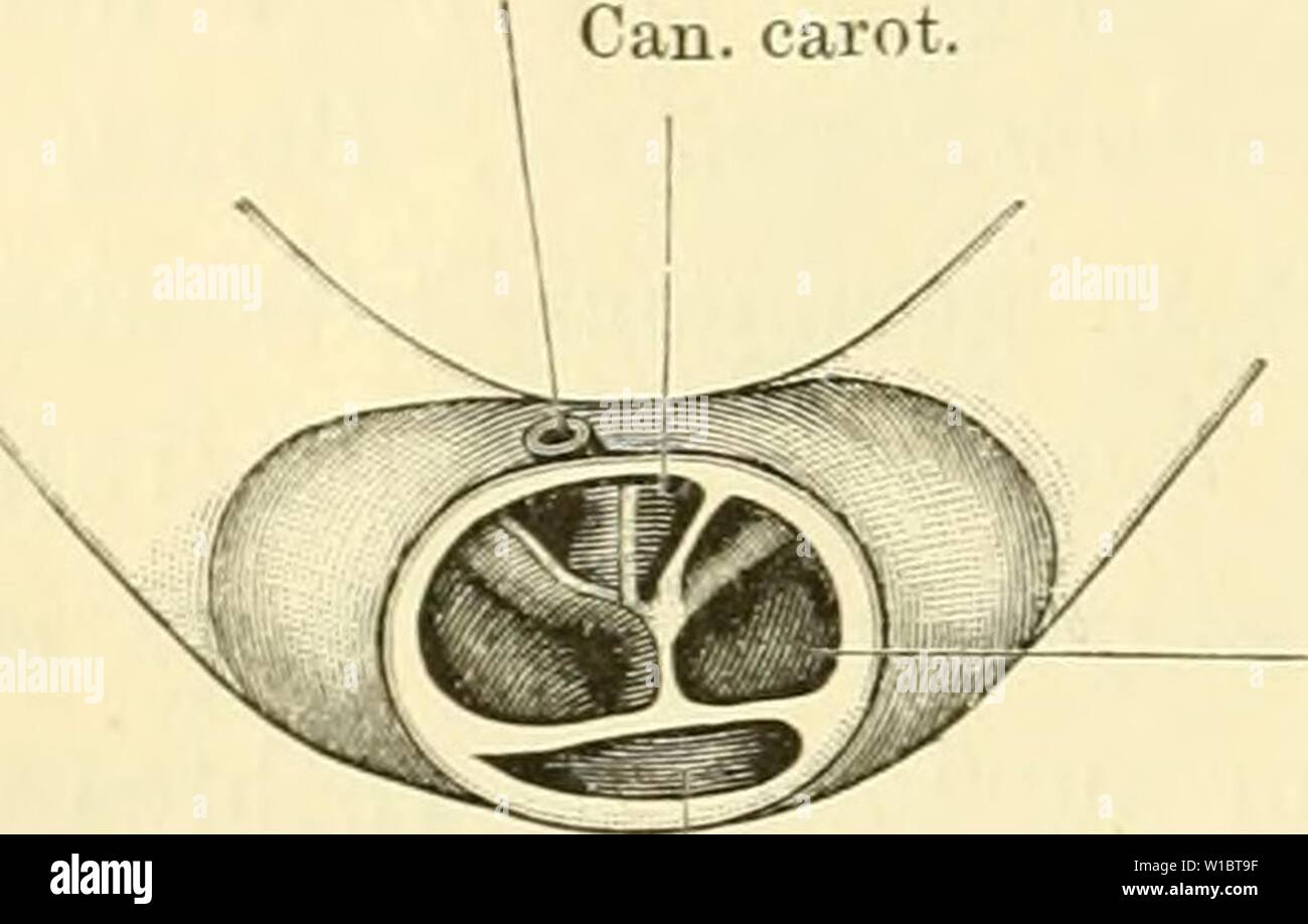 Archive image from page 455 of Die Anatomie des Frosches; ein Stock Photo