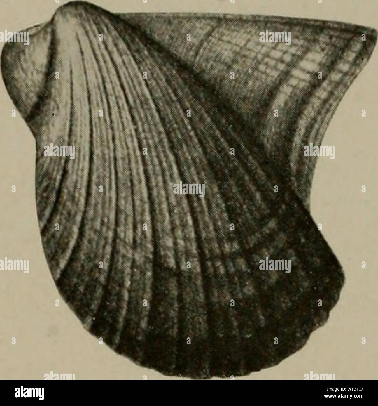 Archive image from page 456 of The Devonian of Missouri (1922). The ...