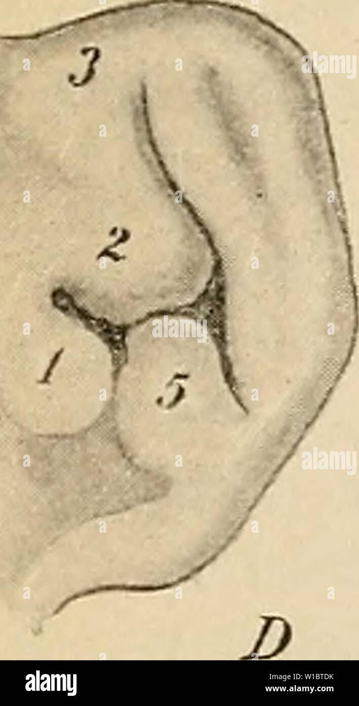 Archive image from page 456 of The development of the human. The development of the human body : a manual of human embryology . developmentofhum00mcmu Year: 1914  c Stock Photo