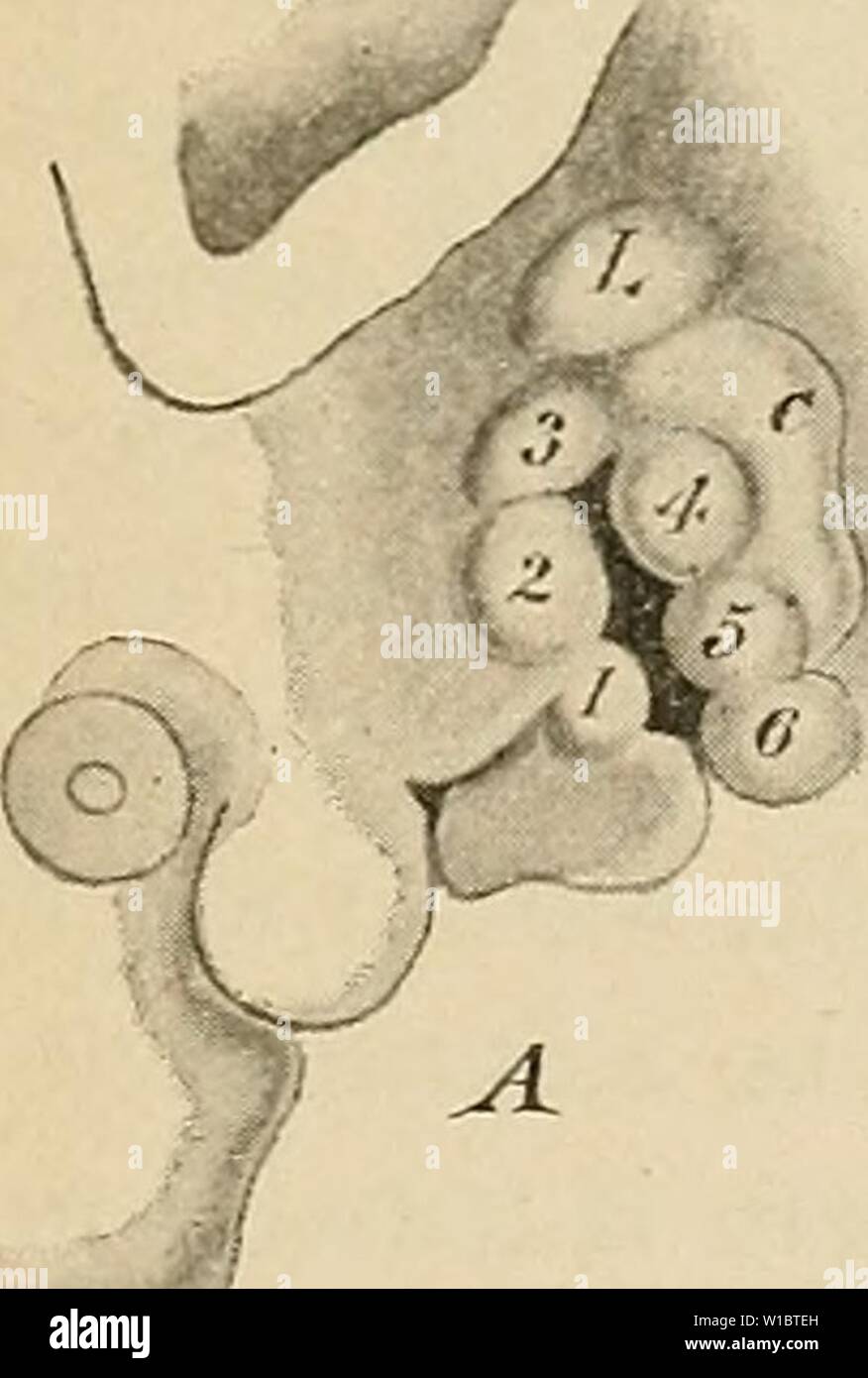 Archive image from page 456 of The development of the human. The development of the human body : a manual of human embryology . developmentofhum00mcmu Year: 1914  THE EXTERNAL EAR 445 surface by an ectodermal and on the inner by an endodermal epithelium. The auricle {pinna) owes its origin to the portions of the first and second arches which bound the entrance of the external meatus. Upon the posterior edge of the first arch there appear about the end of the fourth week two transverse furrows which mark off three tubercles (Fig. 258, A, 1-3) and on the anterior edge of the second Stock Photo