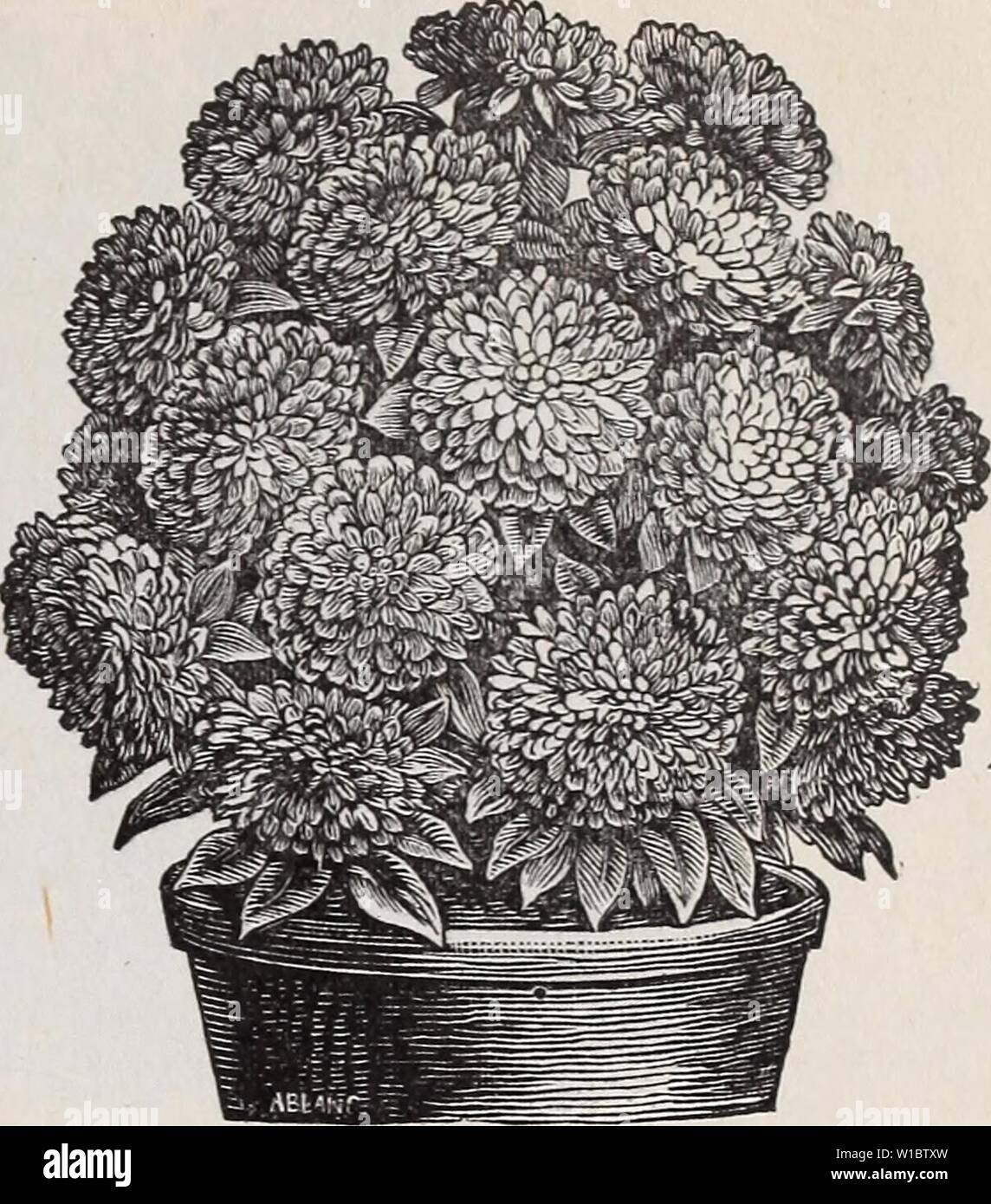Archive image from page 46 of Descriptive catalogue of vegetable, flower,. Descriptive catalogue of vegetable, flower, and farm seeds : bulbs, roots, plants, tools . descriptivecatal1894weeb Year: 1894  DWAEF CHKTSAKTHEMUM-rLOWERED ASTER. ARfEBIA CORXUTA—Arabian Primrose. PER PKT. The blossoms are of a brilliant yellow color with five large black epots. The latter change into a coffee-brown shade on the second day, and disappear altogether on the third day of its bloom, so that pure yellow and spotted flowers are on the same flowering branch. H. A.,2ft 25 ASPARAGUS PLUMOSUS NAIA. Graceful and Stock Photo