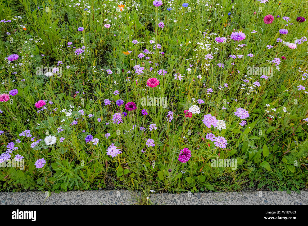 Wildflower garden instead of lawn. Stock Photo