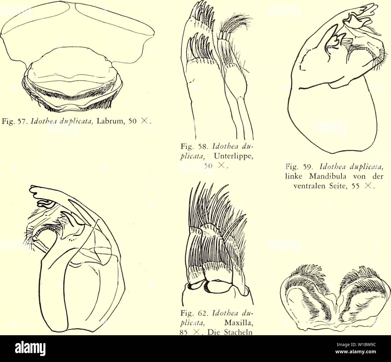 Archive image from page 46 of Die Isopoden der Siboga-Expedition (1913). Die Isopoden der Siboga-Expedition . dieisopodendersi04nier Year: 1913  VALVIFERA 271 Haare, u.s.w. Bei durchfallendem Licht sieht man alle diesen (Fig. 59); bei schiefer Lichteinstellung ergibt sich aber, dass ein Teil dorsal (Fig. 59) und ein Teil ventral (Fig. 60) liegt. In verschiedenen Hinsichten ähnelt der Bau dem von Cleantis japonica (cf. S. 263). Maxillula (Fig. 61). Articulus tertius mit etwa 10 terminalen Stacheln, von welchen ver-    Fig. 60. Idem von der dor- sind in Wirklichkeit Fig. 61. Idothea du plicata, Stock Photo