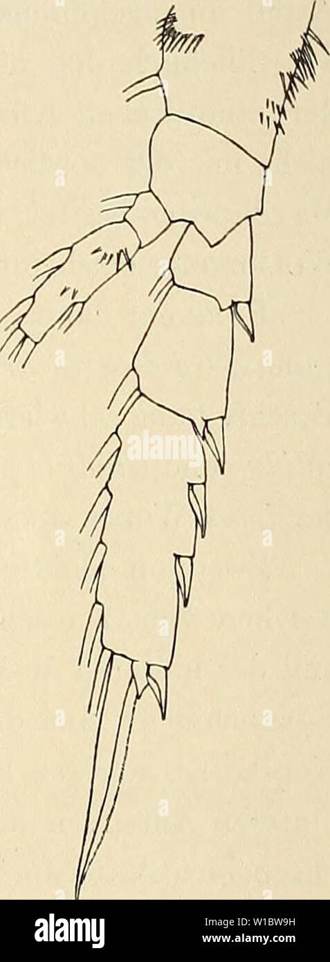 Archive image from page 46 of Die Marinen Copepoden der Deutschen. Die Marinen Copepoden der Deutschen Südpolar-Expedition 1901-1903 . diemarinencopepo00wolf Year: 1900  Wolfenden, Marine Copepoden II. 221 48. Oxycalanus gracilis n. sp. (Tafel XXV, Fig. 12—14, Textfig. 10.) $ 1,8—1,9 mm; Cephalothorax 1,4 mm, Abdomen 0,5 mm lang, der Vorderkörper also etwa dreimal so lang als das Abdomen. Der Kopf erscheint oval gerundet, nicht so breit wie bei der verwandten Gattung, und trägt ein langes, leicht gegabeltes Rostrum. Der Cephalothorax besteht aus 4 Segmenten, indem der Kopf mit dem 1. Segment u Stock Photo