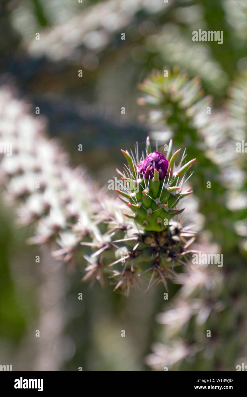 Close up of a magenta flower blooming at the tip of a long arm of an organ pipe catctus native to southwestern USA Stock Photo