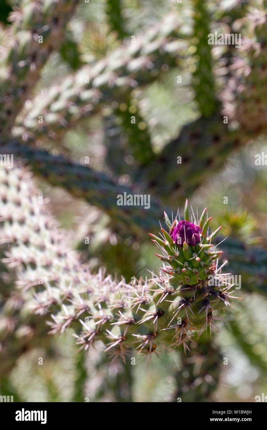 Close up of a magenta flower blooming at the tip of a long arm of an organ pipe catctus native to southwestern USA Stock Photo