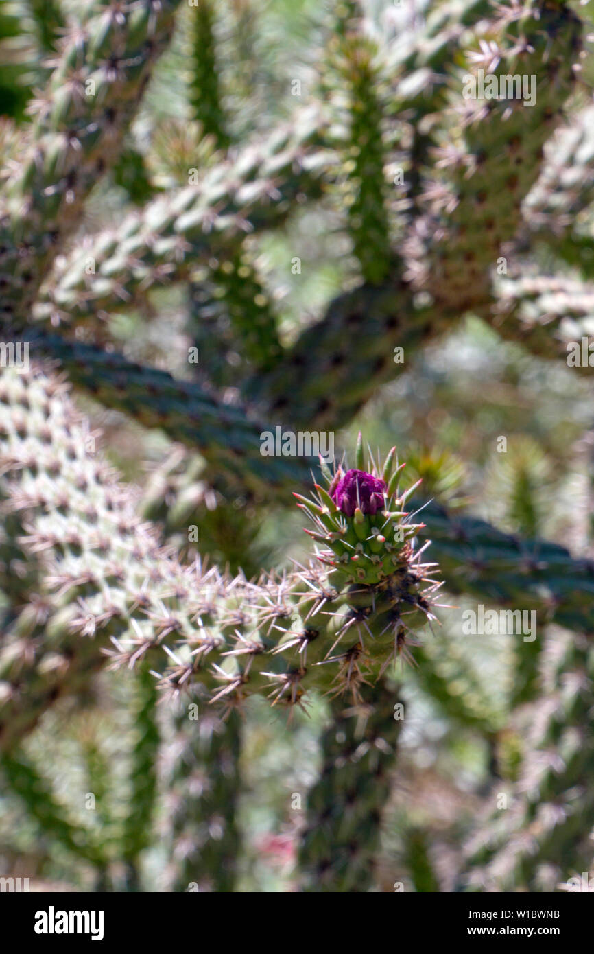 Close up of a magenta flower blooming at the tip of a long arm of an organ pipe catctus native to southwestern USA Stock Photo